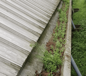 Happy customers in London Colney who trust The Roof Moss Cleaners for gutter cleaning services